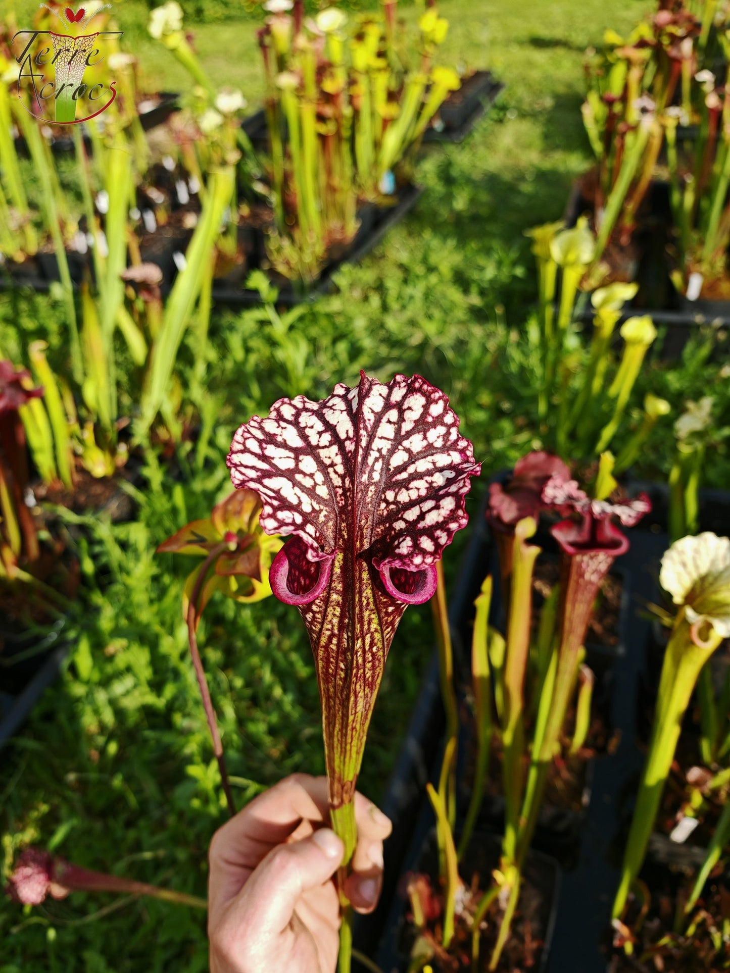 SX17 Sarracenia x (S. oreophila -- heavy veined x S. leucophylla -- large pink lipped)