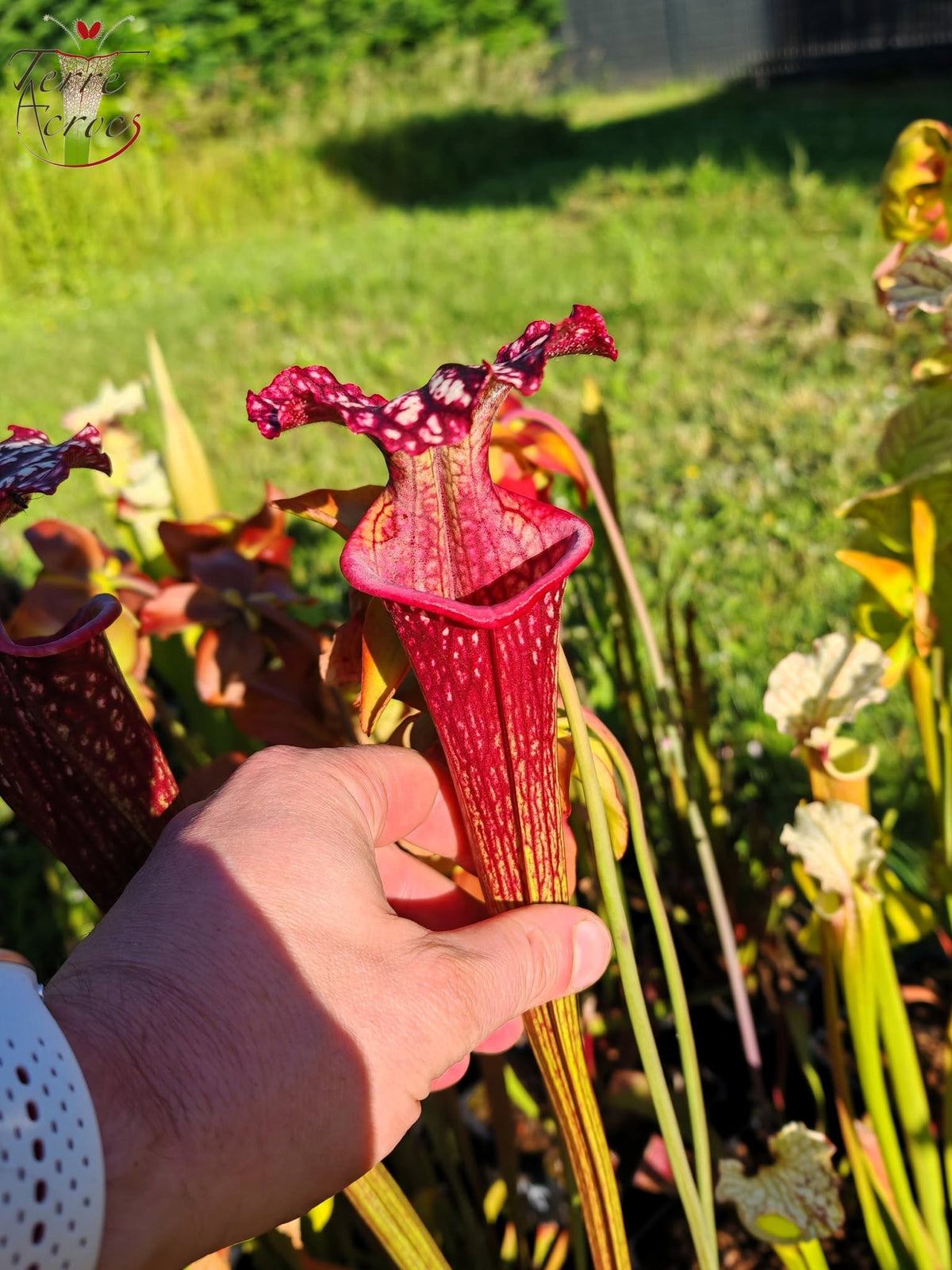 SX17 Sarracenia x (S. oreophila – stark geadert x S. leucophylla – großrosalippig)