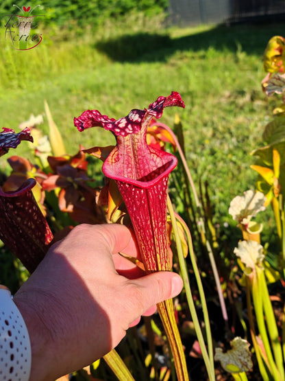 SX17 Sarracenia x (S. oreophila – stark geadert x S. leucophylla – großrosalippig)