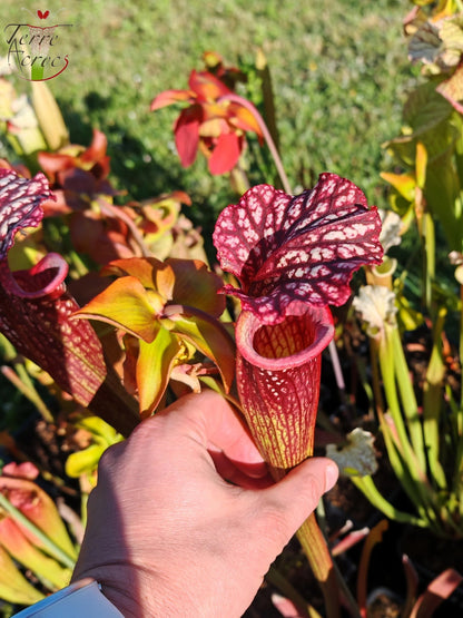 SX17 Sarracenia x (S. oreophila – stark geadert x S. leucophylla – großrosalippig)