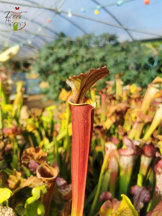 Sarracenia 2025 Samen (S. x unbekannt x OP)