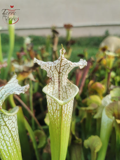 SX19 Sarracenia x (S. leucophylla (L30A Giant Clone, MSrba) x S. x moorei -- “A Porais”)