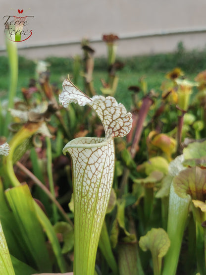 SX19 Sarracenia x (S. leucophylla (L30A Giant Clone, MSrba) x S. x moorei -- “A Porais”)