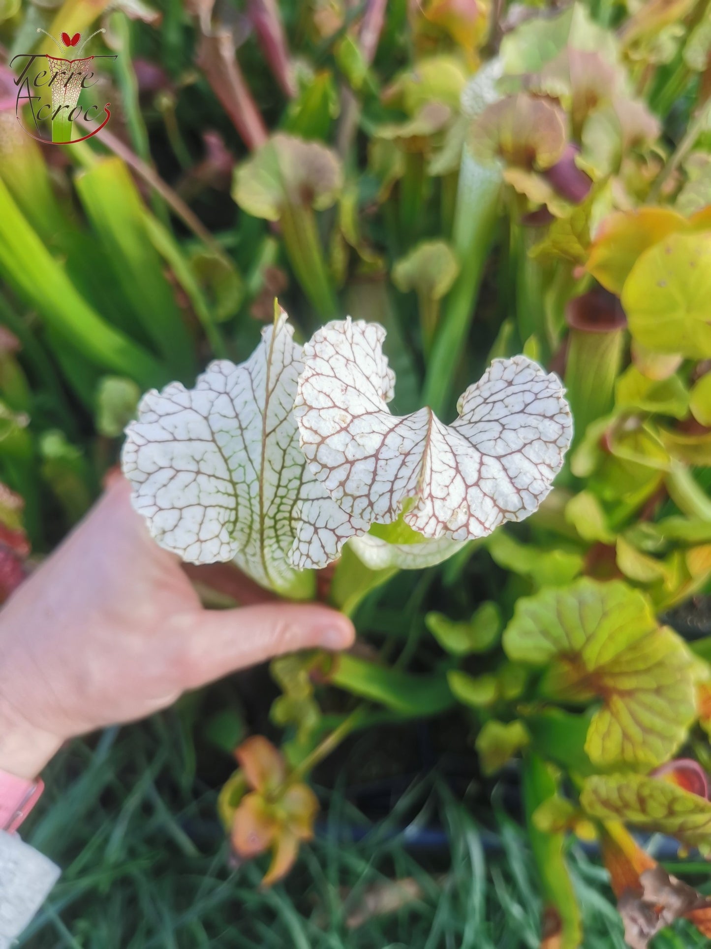 SX19 Sarracenia x (S. leucophylla (L30A Giant Clone, MSrba) x S. x moorei -- “A Porais”)