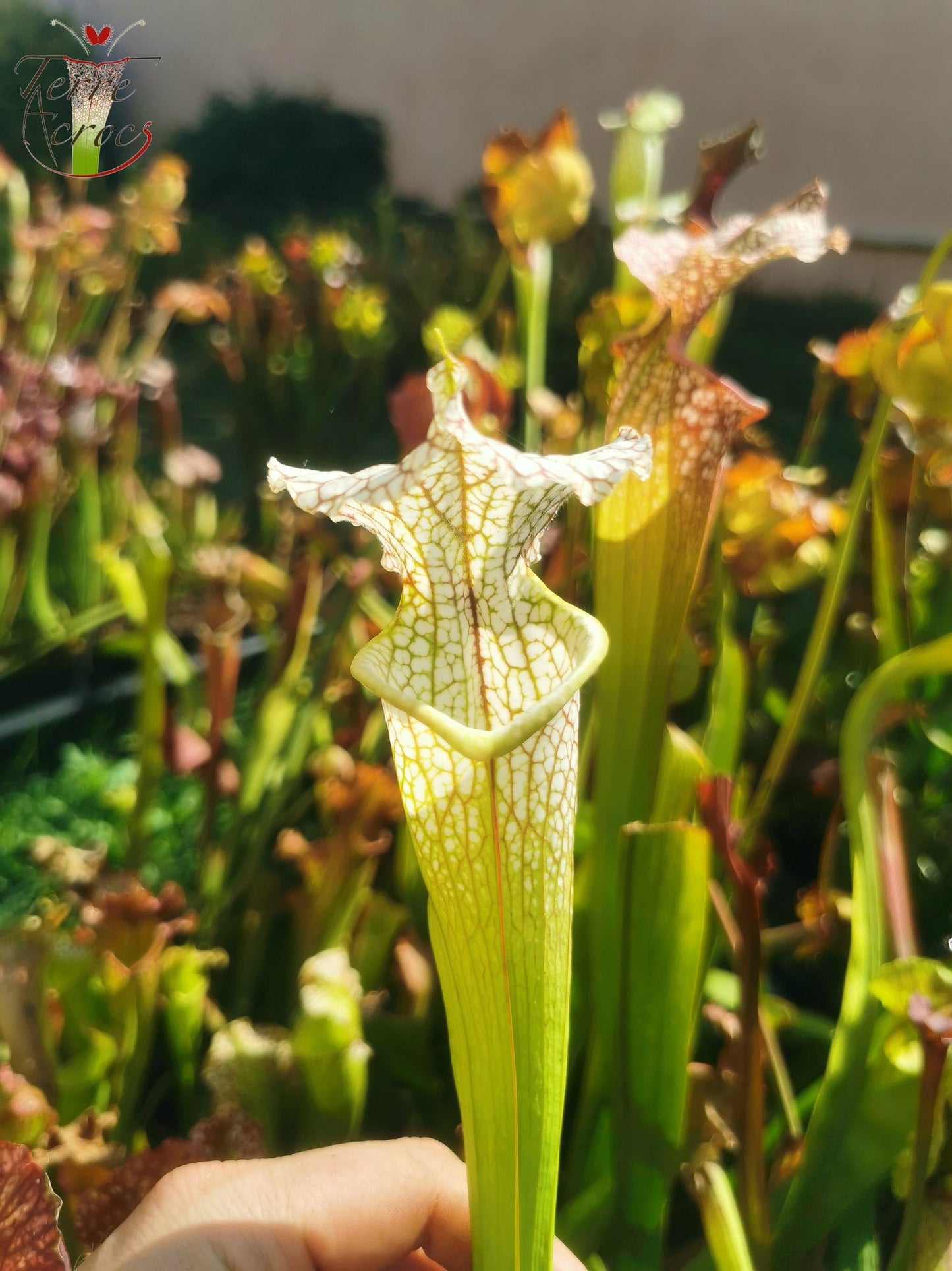 SX19 Sarracenia x (S. leucophylla (L30A Giant Clone, MSrba) x S. x moorei -- “A Porais”)
