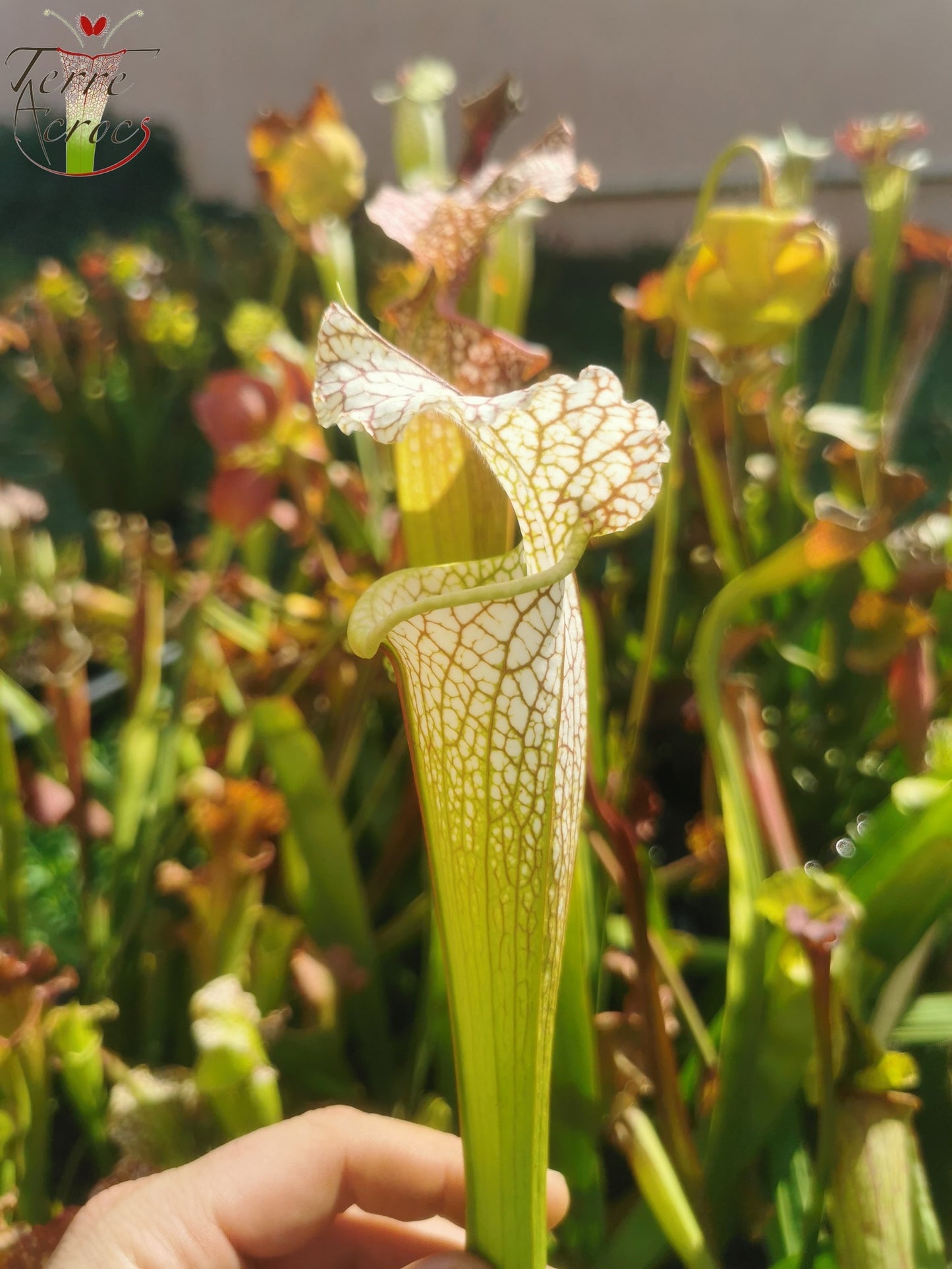 SX19 Sarracenia x (S. leucophylla (L30A Giant Clone, MSrba) x S. x moorei -- “A Porais”)