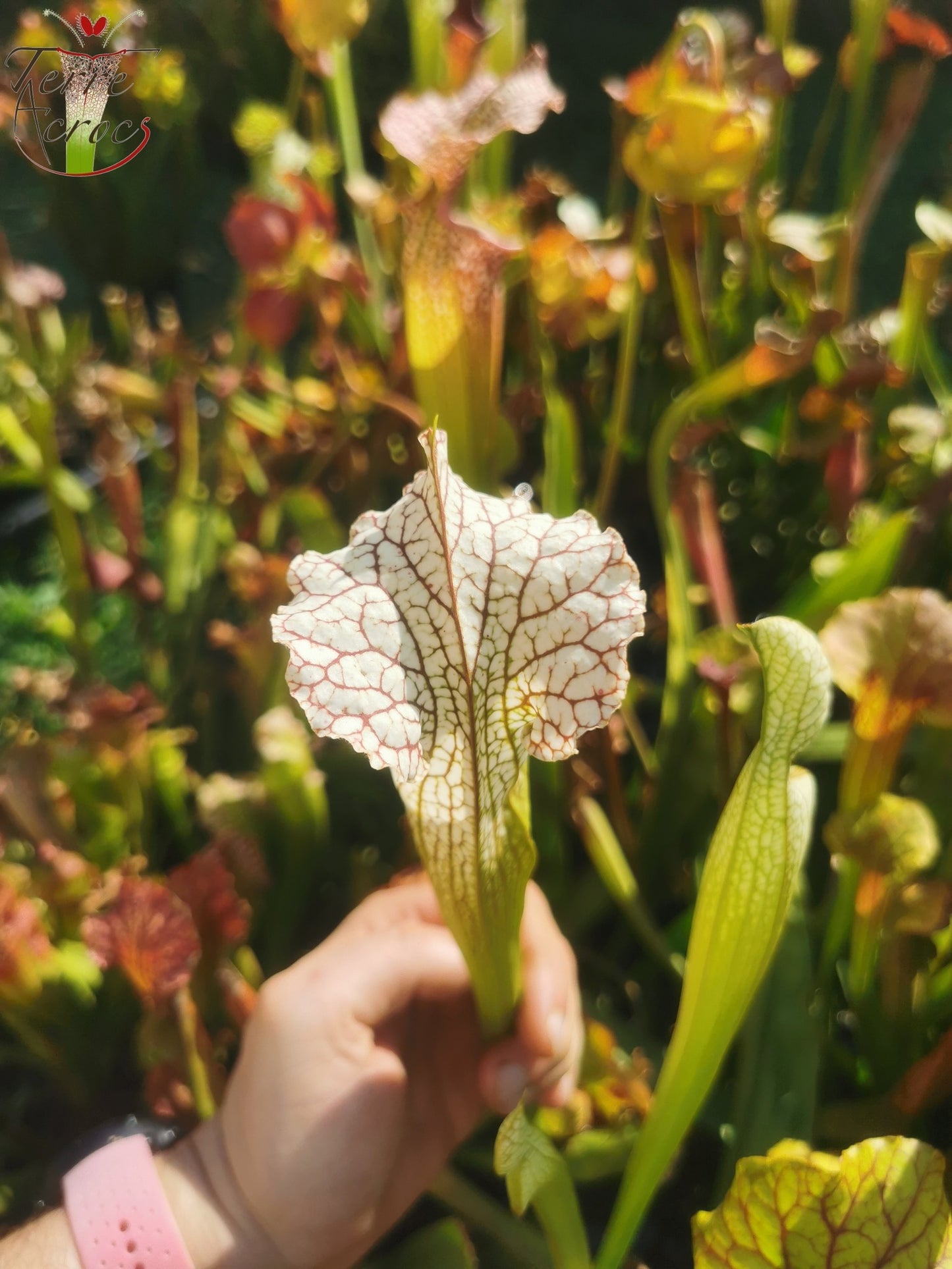 SX19 Sarracenia x (S. leucophylla (L30A Giant Clone, MSrba) x S. x moorei -- “A Porais”)