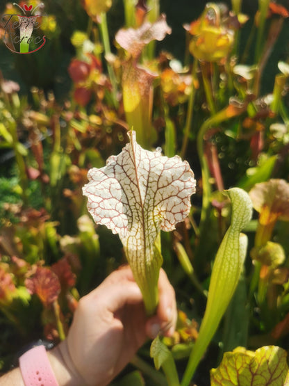 SX19 Sarracenia x (S. leucophylla (L30A Giant Clone, MSrba) x S. x moorei -- “A Porais”)