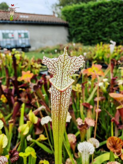SX19 Sarracenia x (S. leucophylla (L30A Giant Clone, MSrba) x S. x moorei -- “A Porais”)