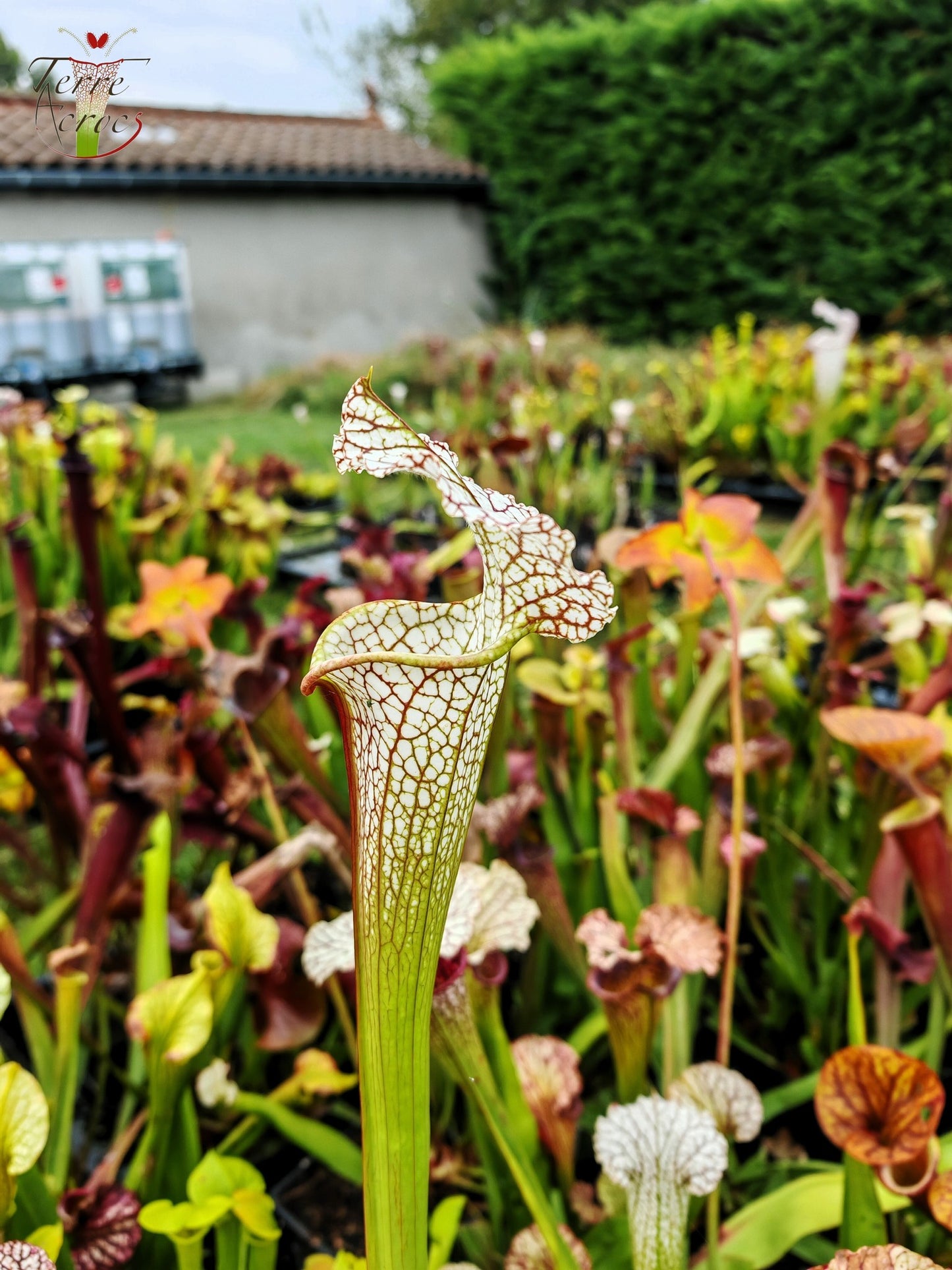 SX19 Sarracenia x (S. leucophylla (L30A Giant Clone, MSrba) x S. x moorei -- “A Porais”)