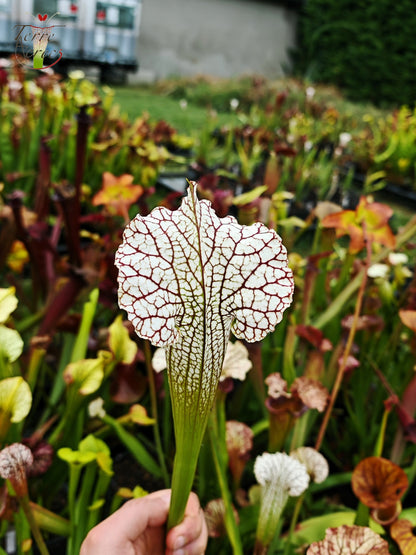 SX19 Sarracenia x (S. leucophylla (L30A Giant Clone, MSrba) x S. x moorei -- “A Porais”)