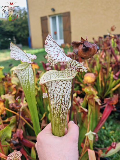 SX19 Sarracenia x (S. leucophylla (L30A Giant Clone, MSrba) x S. x moorei -- “A Porais”)