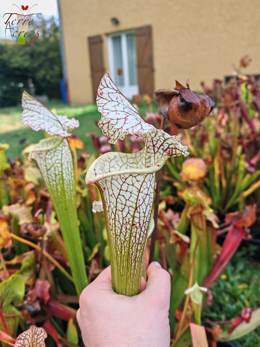 SX19 Sarracenia x (S. leucophylla (L30A Giant Clone, MSrba) x S. x moorei -- “A Porais”)