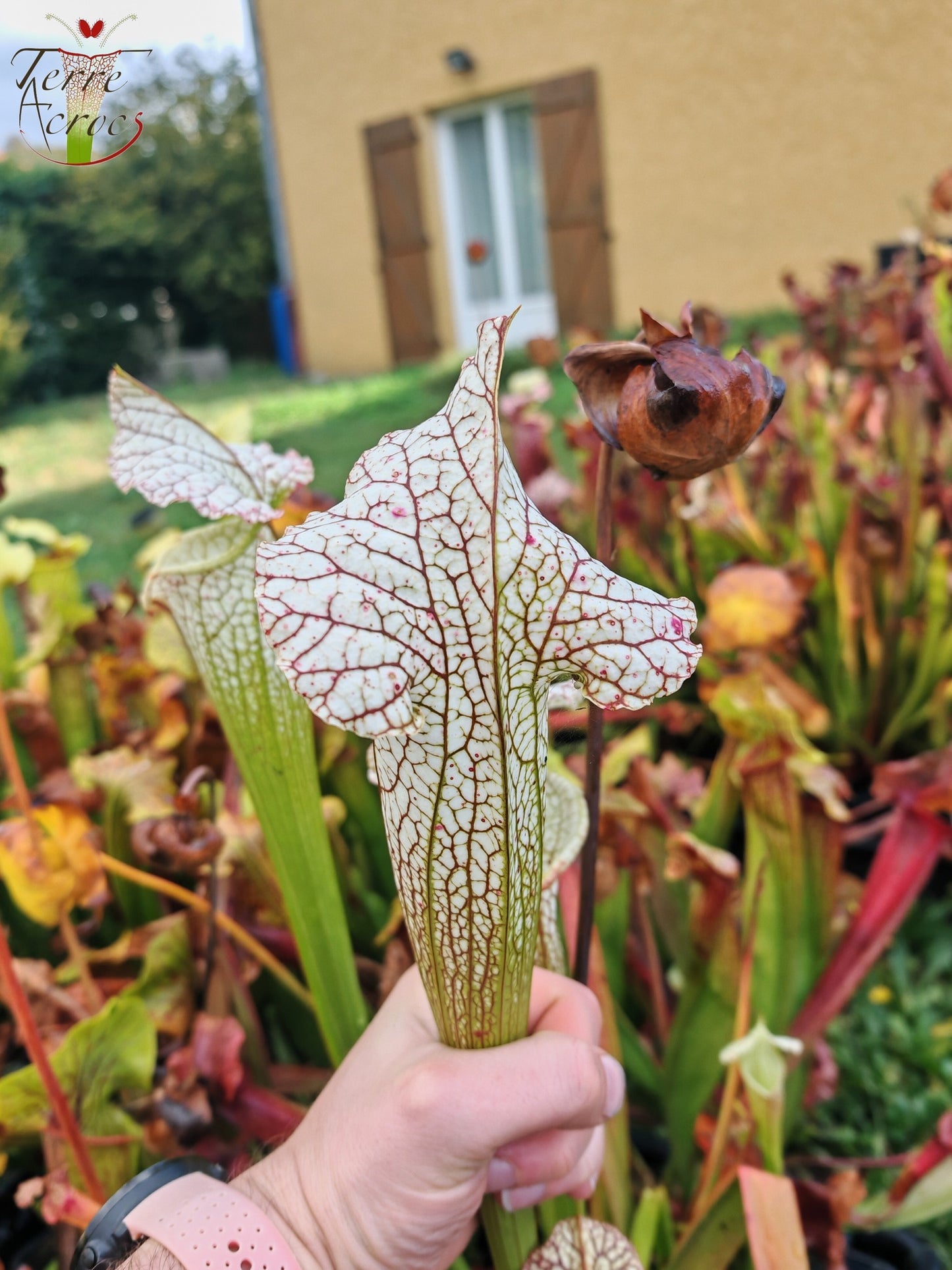 SX19 Sarracenia x (S. leucophylla (L30A Giant Clone, MSrba) x S. x moorei -- “A Porais”)