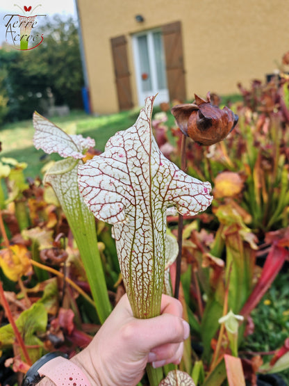 SX19 Sarracenia x (S. leucophylla (L30A Giant Clone, MSrba) x S. x moorei -- “A Porais”)