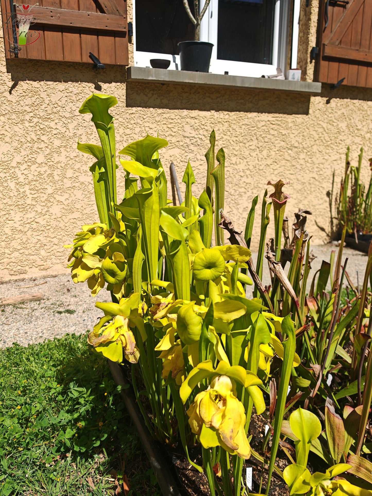 SX20 Sarracenia x (S. x “Citron” x S. flava var. ornata)(Mutant flower)