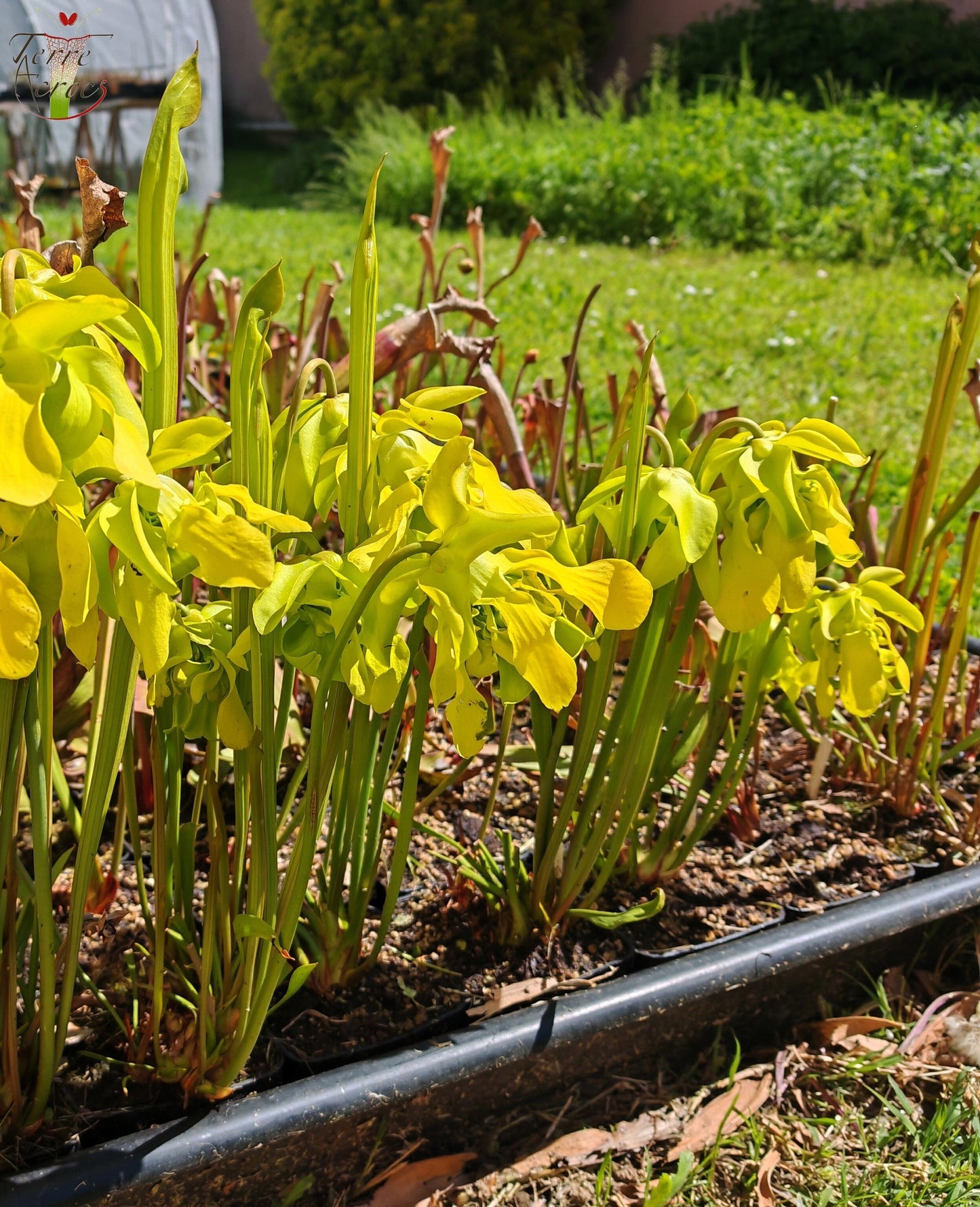 SX20 Sarracenia x (S. x “Citron” x S. flava var. ornata)(Mutant flower)