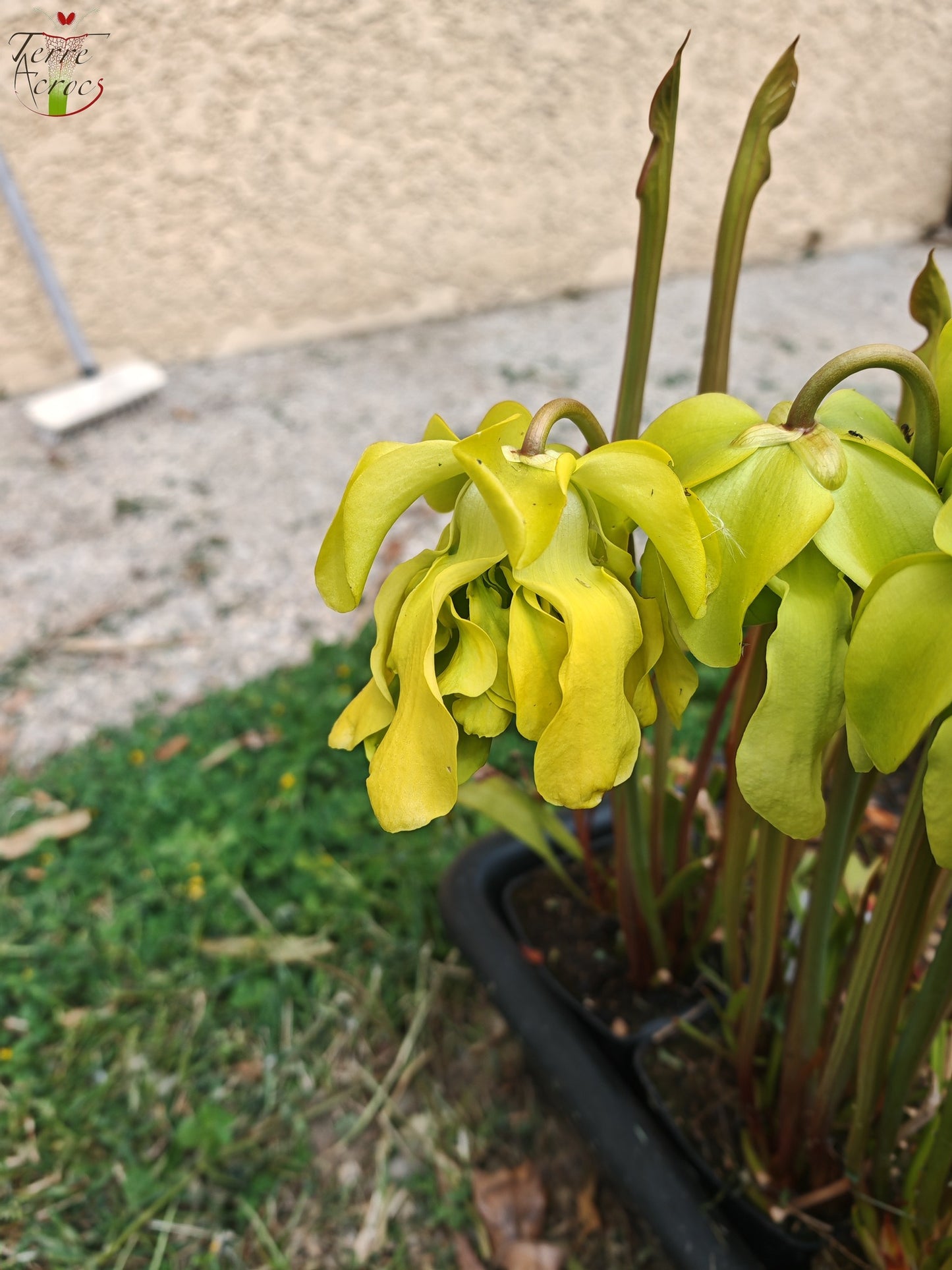 SX20 Sarracenia x (S. x “Citron” x S. flava var. ornata)(Mutant flower)