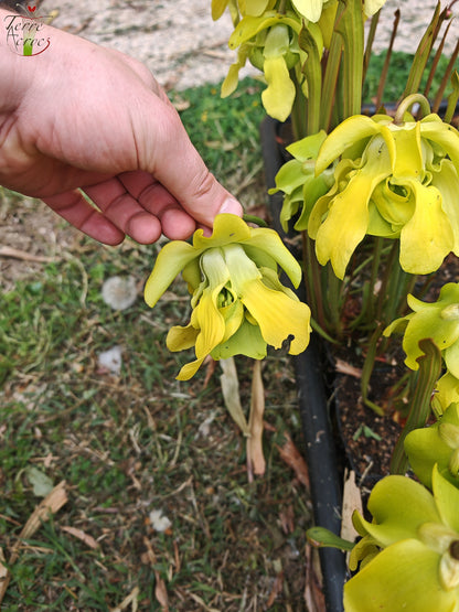 SX20 Sarracenia x (S. x “Citron” x S. flava var. ornata)(Mutant flower)