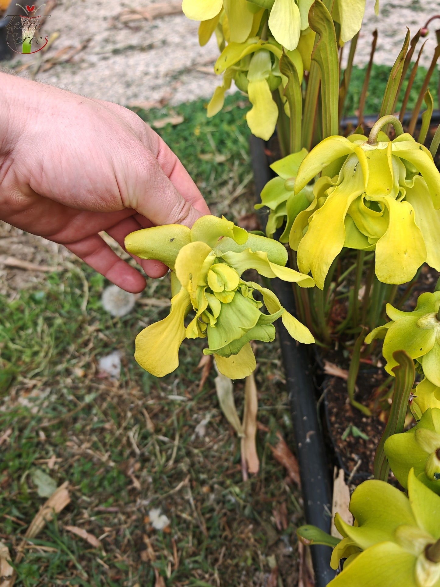 SX20 Sarracenia x (S. x “Citron” x S. flava var. ornata)(Mutant flower)