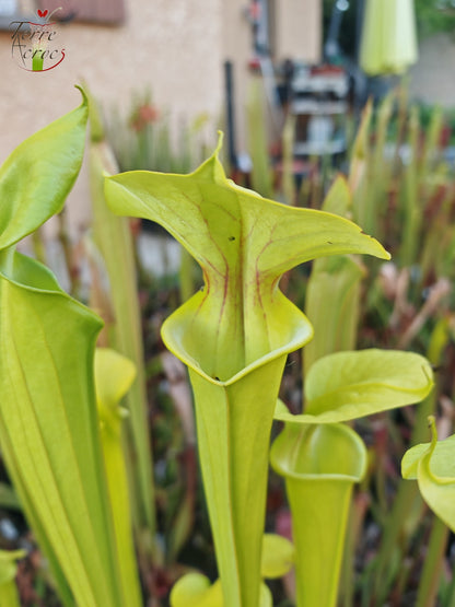 SX20 Sarracenia x (S. x “Citron” x S. flava var. ornata)(Mutant flower)