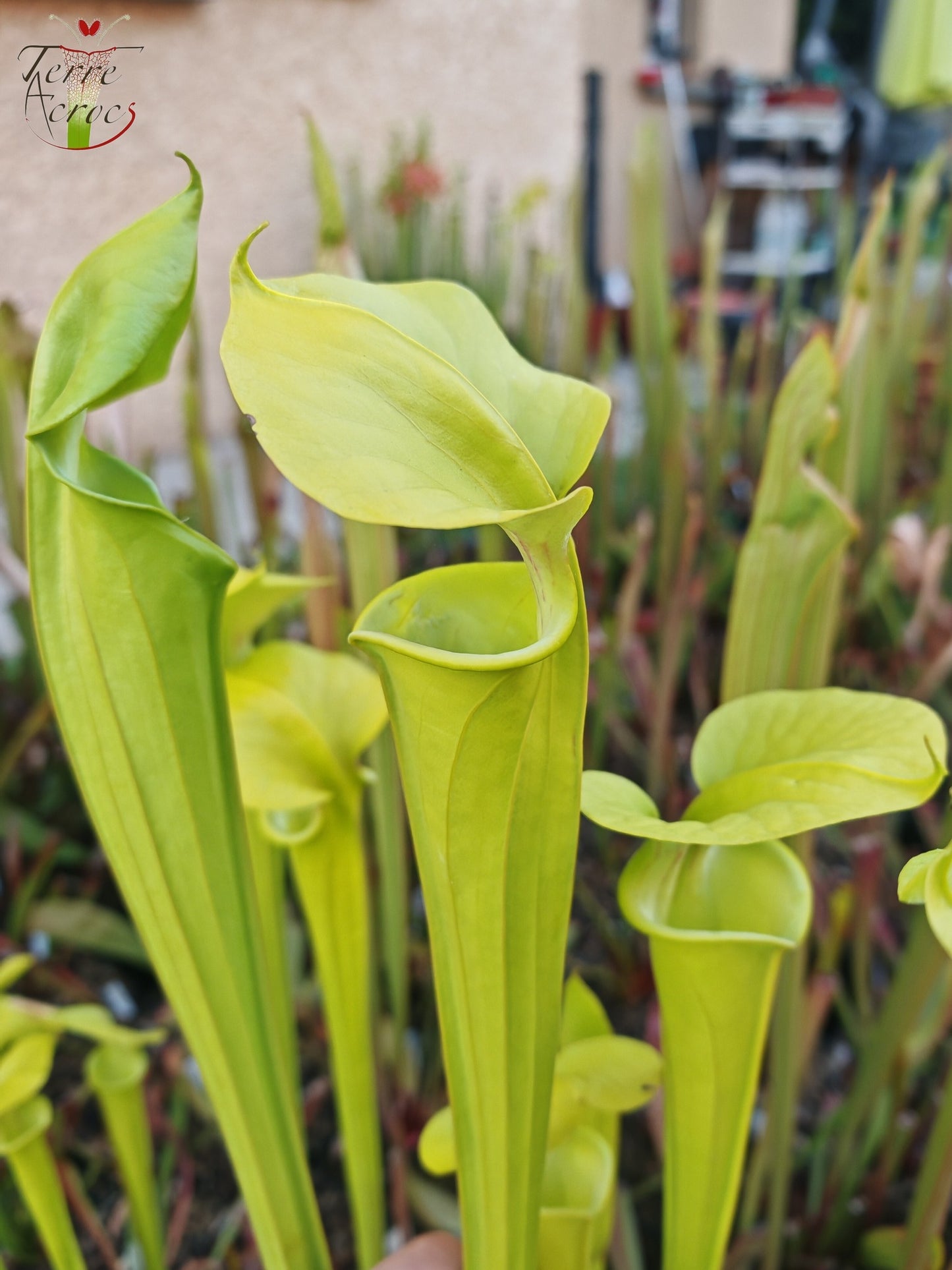 SX20 Sarracenia x (S. x “Citron” x S. flava var. ornata)(Mutant flower)