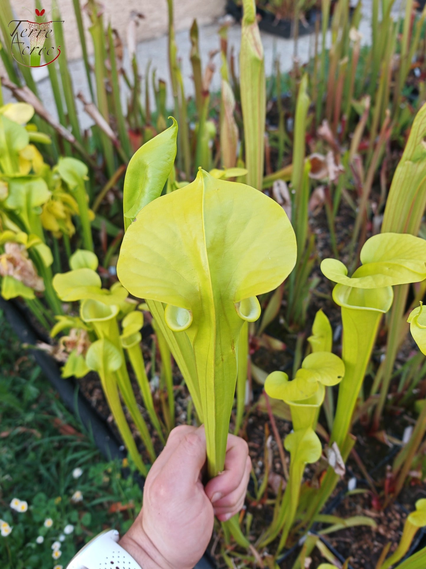 SX20 Sarracenia x (S. x “Citron” x S. flava var. ornata)(Mutant flower)