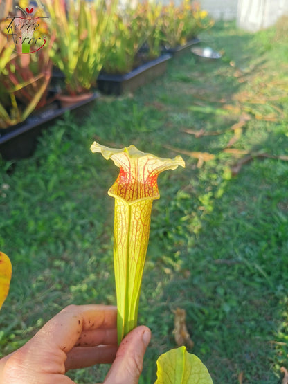 SX21 Sarracenia x (S. flava var. ornata “Golden” x S. x “Camisole”)