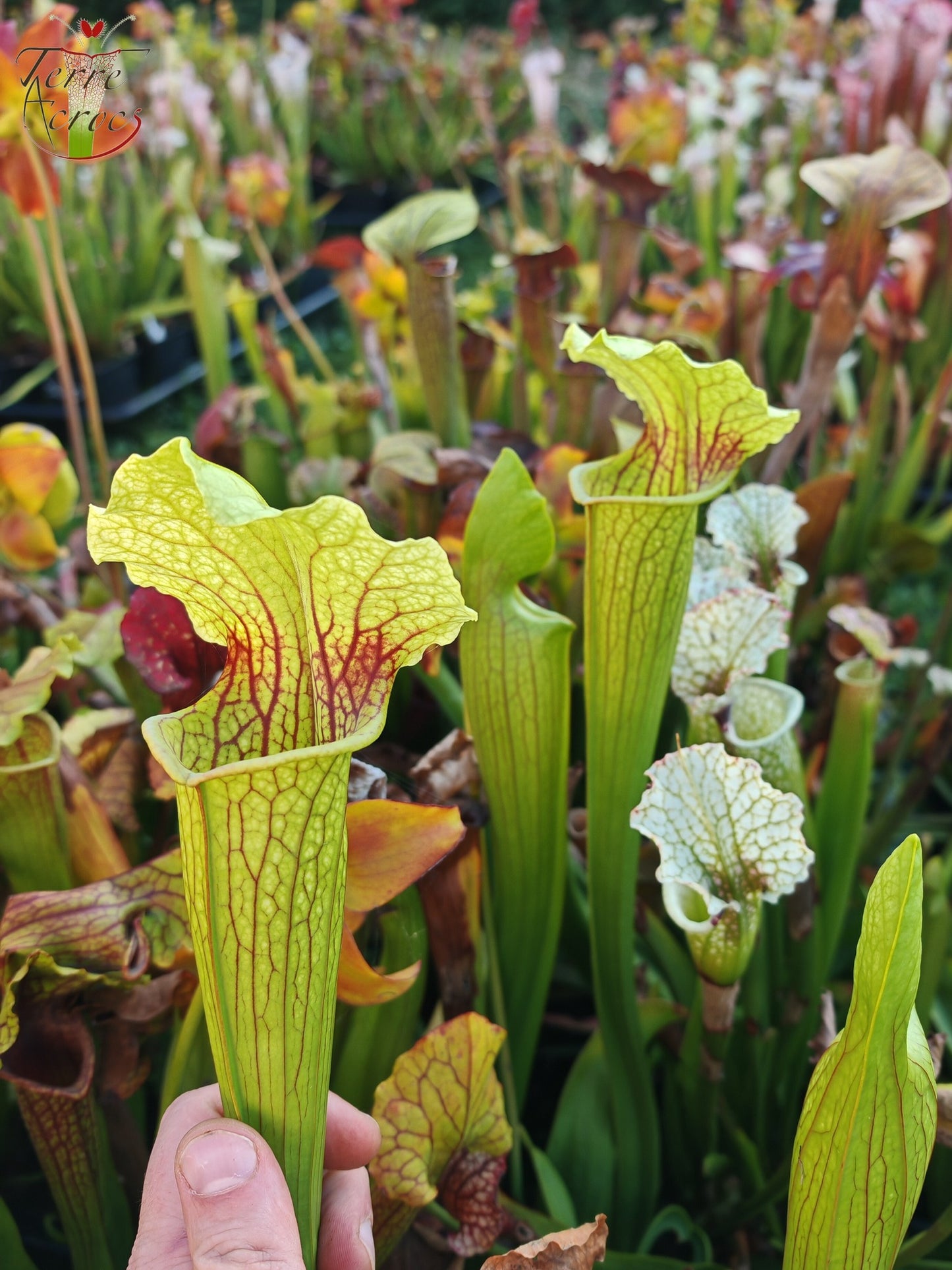 SX21 Sarracenia x (S. flava var. ornata “Golden” x S. x “Camisole”)