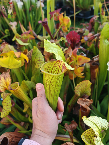 SX21 Sarracenia x (S. flava var. ornata “Golden” x S. x “Camisole”)