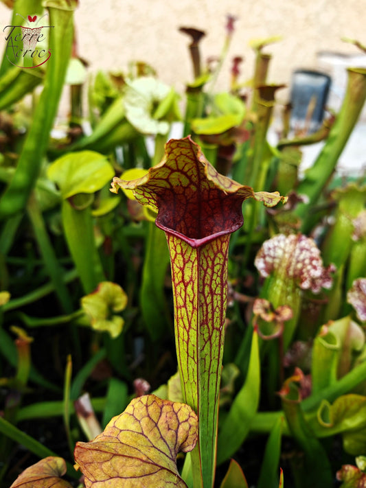 SX22b Sarracenia x (S. flava var. ornata x S. x mitchelliana)(clone b)