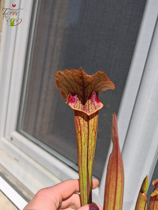 SX22b Sarracenia x (S. flava var. ornata  x S. x mitchelliana)(clone b)