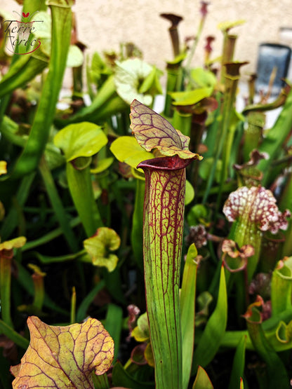 SX22b Sarracenia x (S. flava var. ornata  x S. x mitchelliana)(clone b)