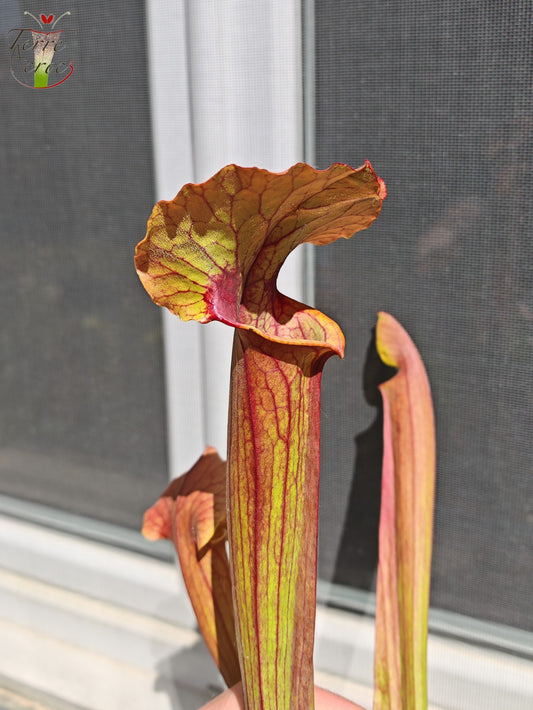 SX22b Sarracenia x (S. flava var. ornata  x S. x mitchelliana)(clone b)