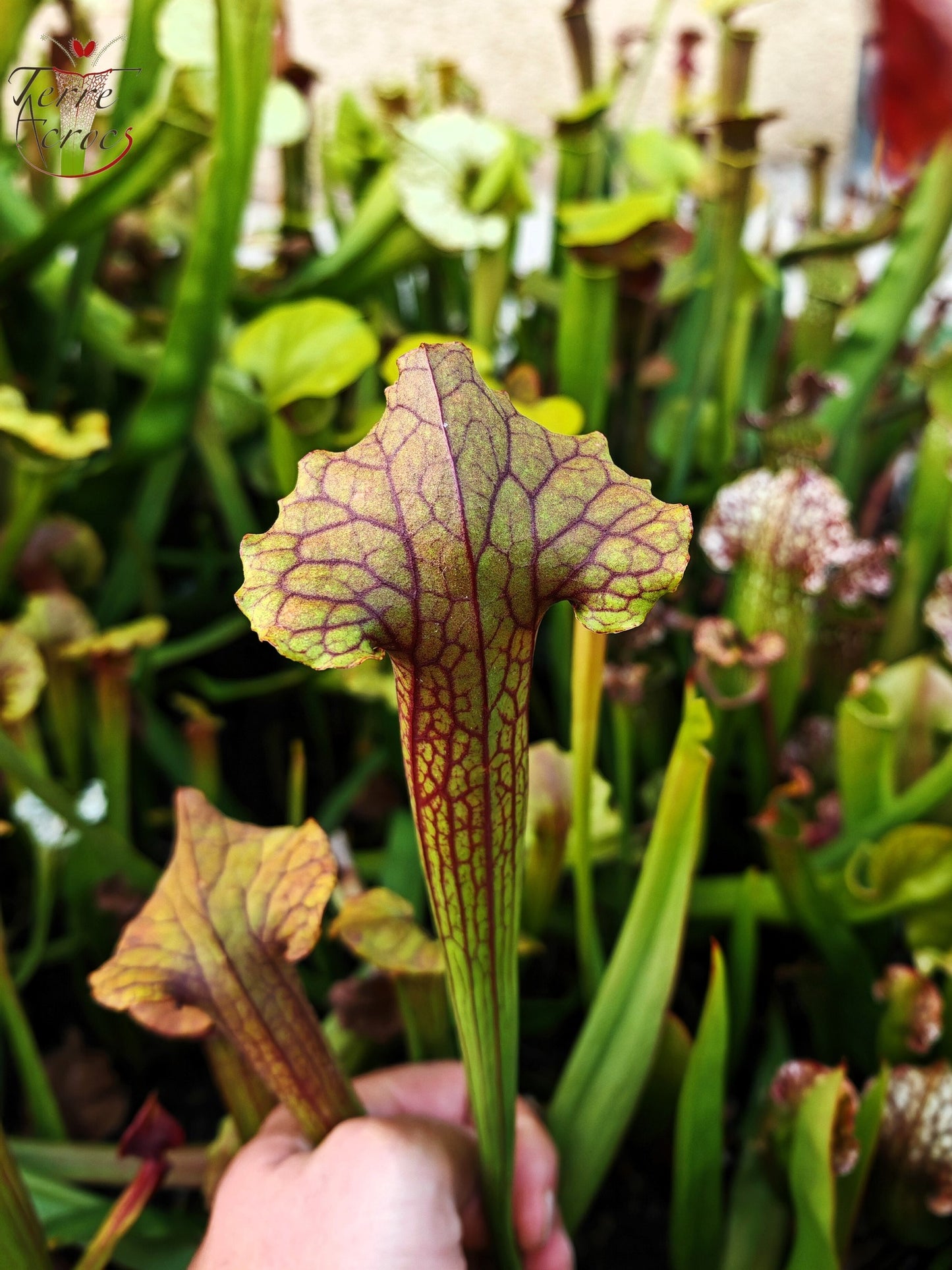 SX22b Sarracenia x (S. flava var. ornata  x S. x mitchelliana)(clone b)