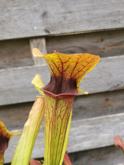 SX22c Sarracenia x (S. flava var. ornata x S. x mitchelliana)(clone c)