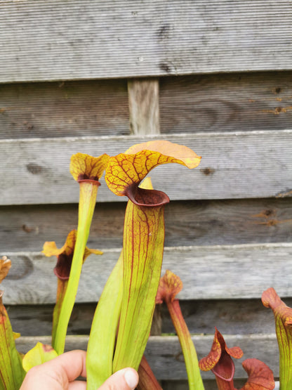 SX22c Sarracenia x (S. flava var. ornata x S. x mitchelliana)(clone c)