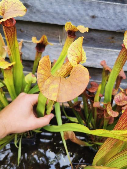 SX22c Sarracenia x (S. flava var. ornata x S. x mitchelliana)(clone c)