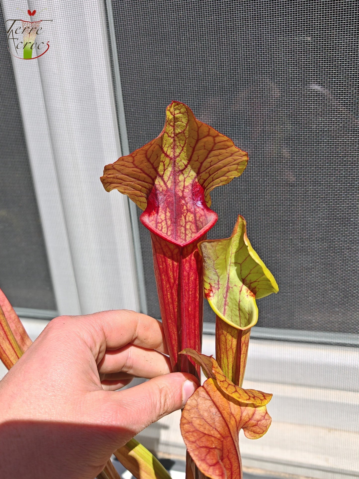 SX22d Sarracenia x (S. flava var. ornata  x S. x mitchelliana)(clone d)