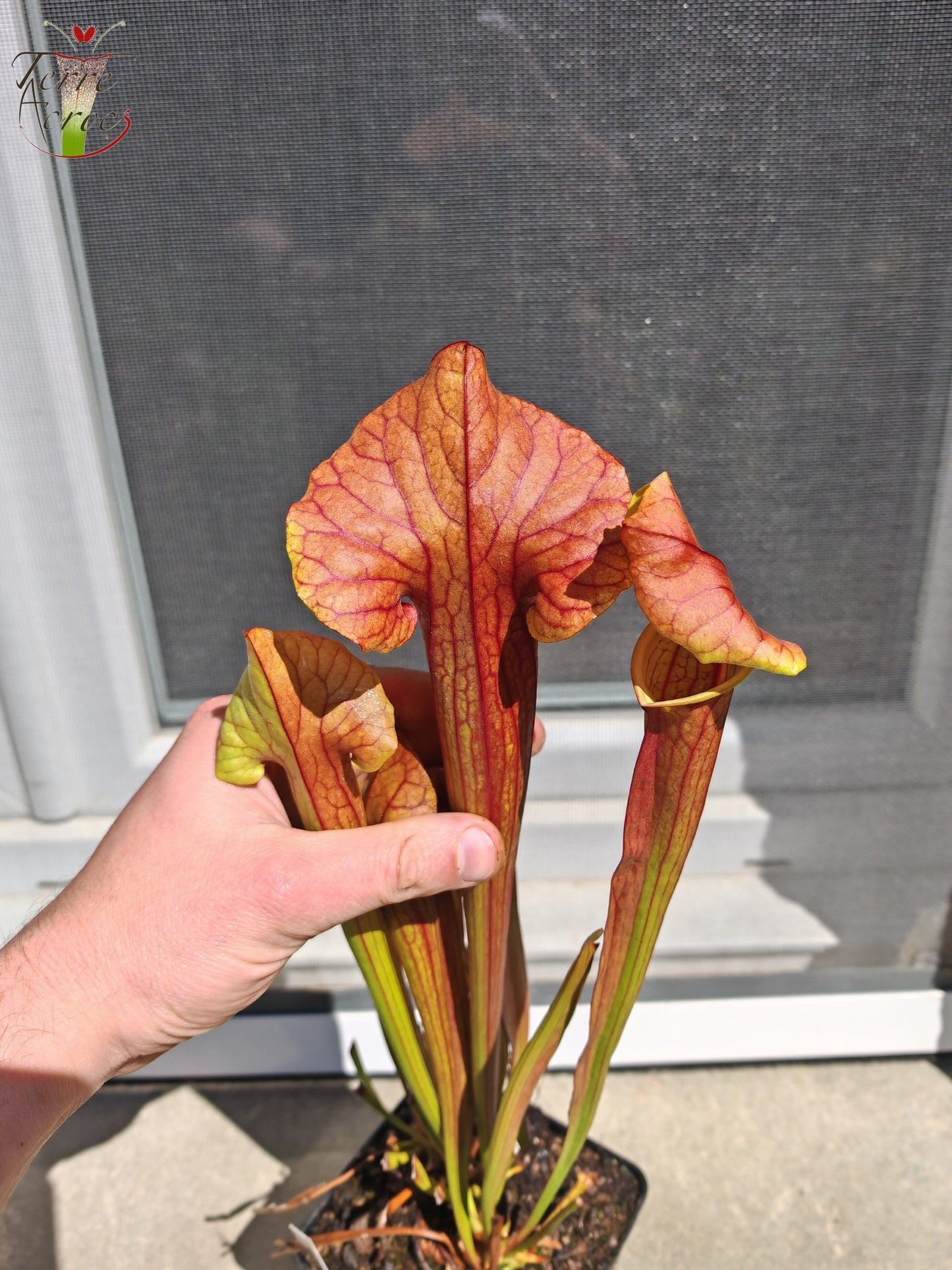 SX22d Sarracenia x (S. flava var. ornata  x S. x mitchelliana)(clone d)