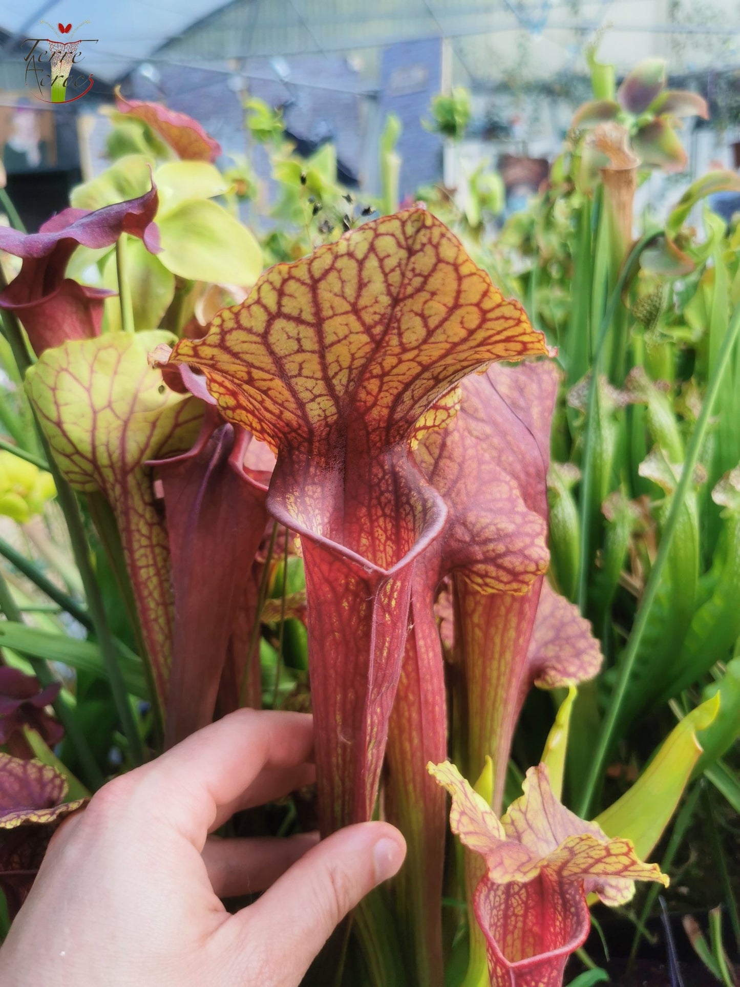 SX22f Sarracenia x "Floor is Lava"