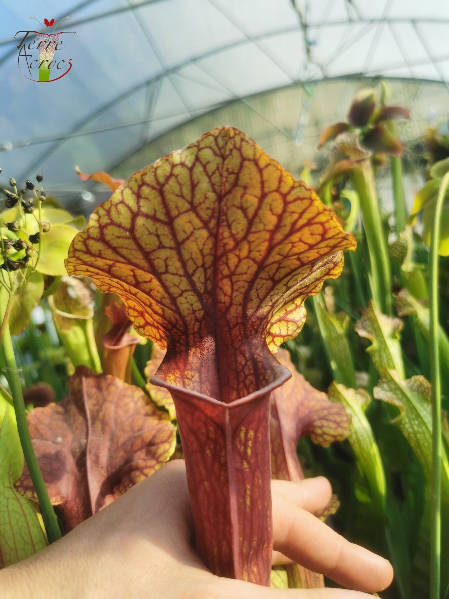 SX22f Sarracenia x "Floor is Lava"