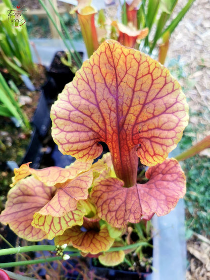 SX22f Sarracenia x "Floor is Lava"