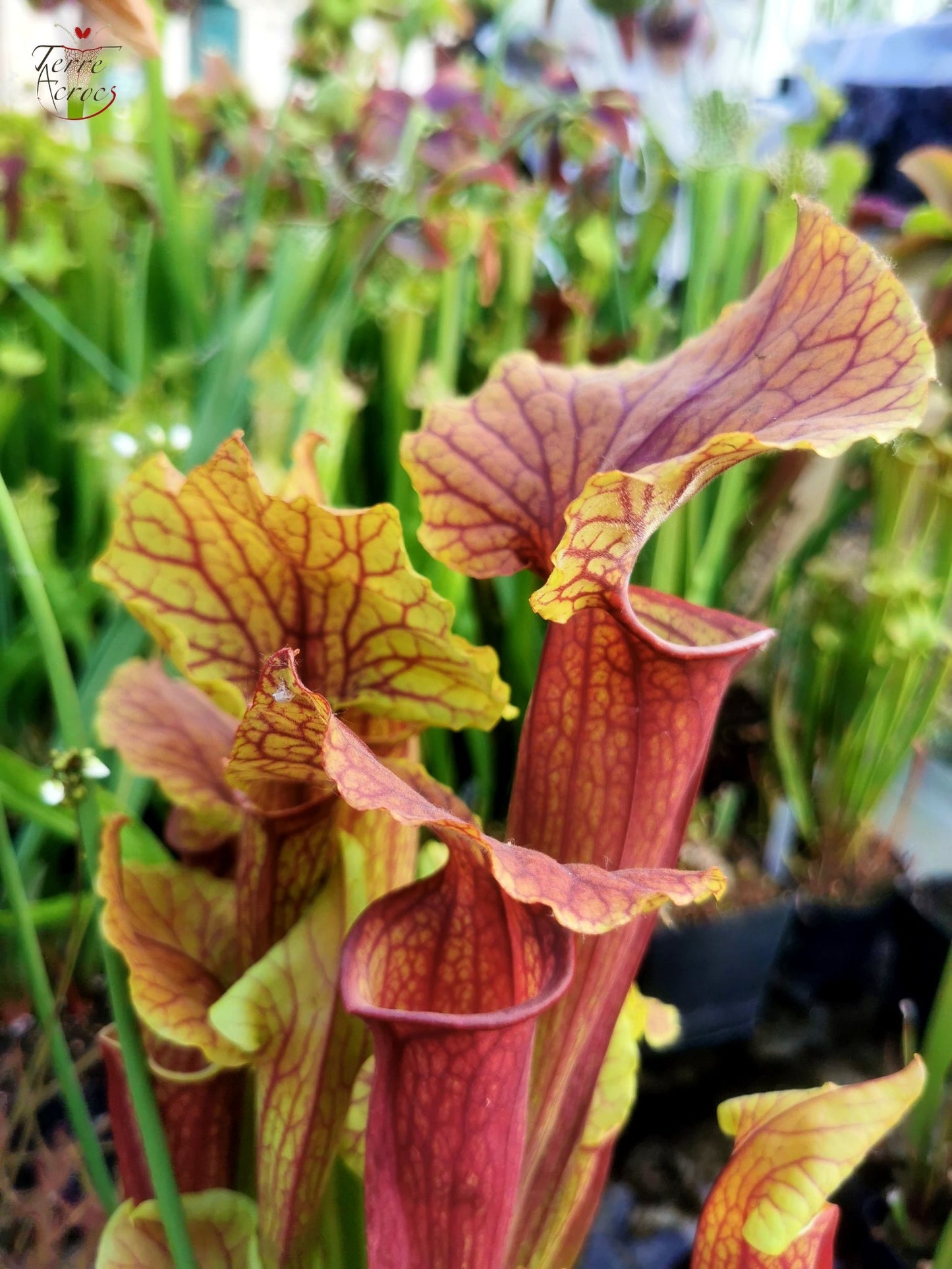 SX22f Sarracenia x "Floor is Lava"