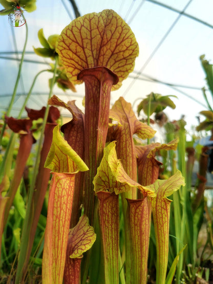 SX22f Sarracenia x "Floor is Lava"