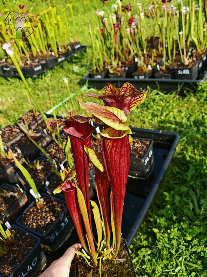 SX22f Sarracenia x "Floor is Lava"