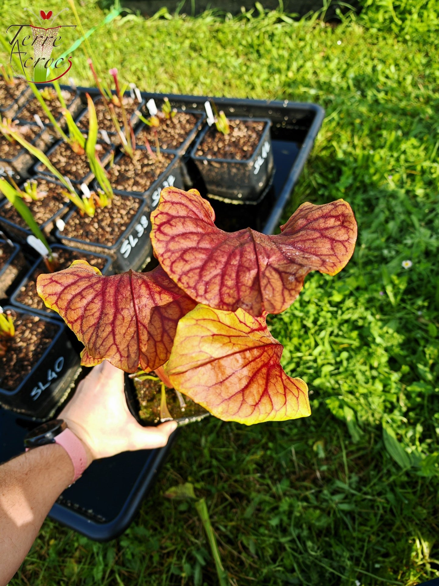 SX22f Sarracenia x "Floor is Lava"