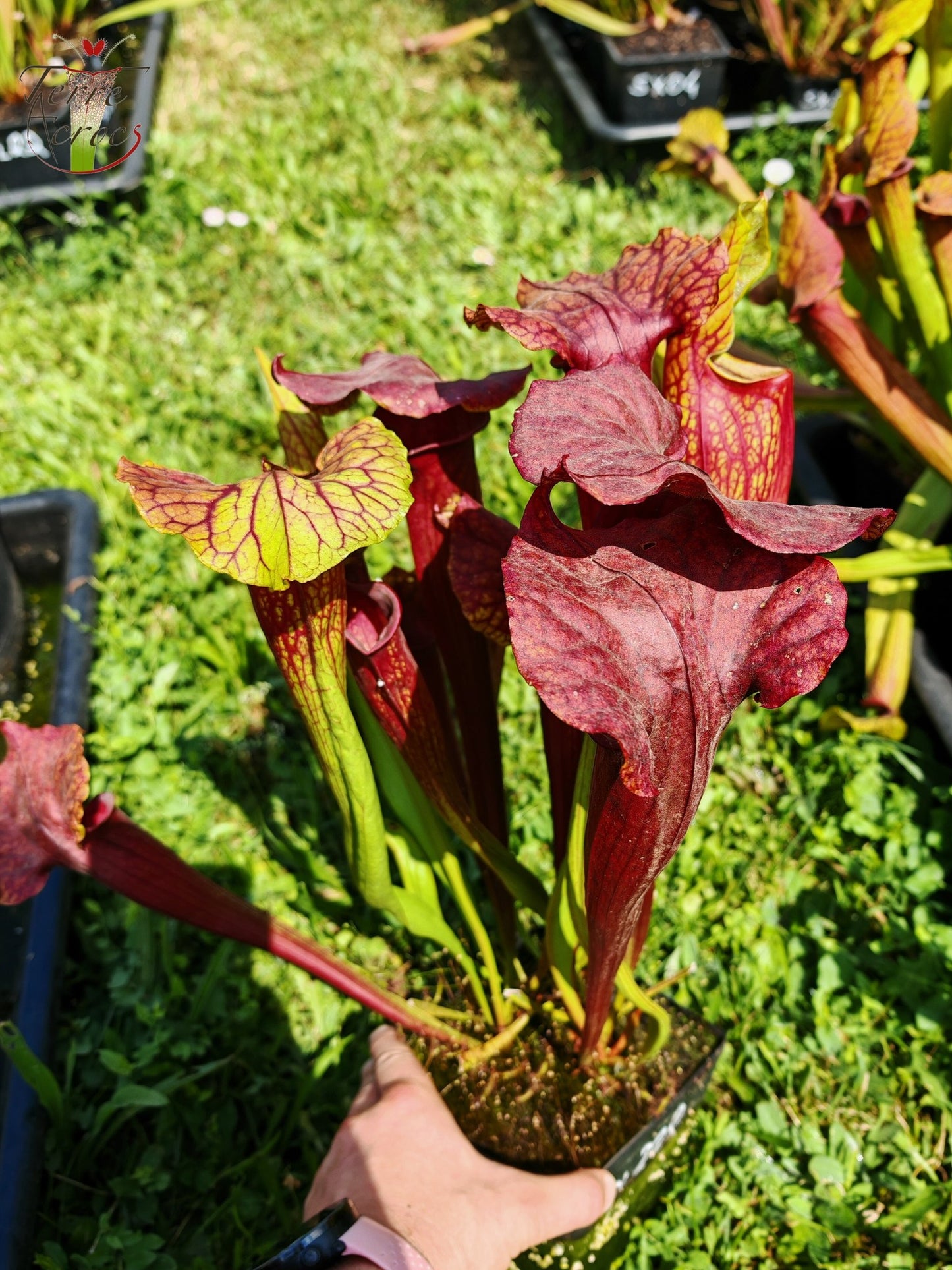 SX22f Sarracenia x "Floor is Lava"