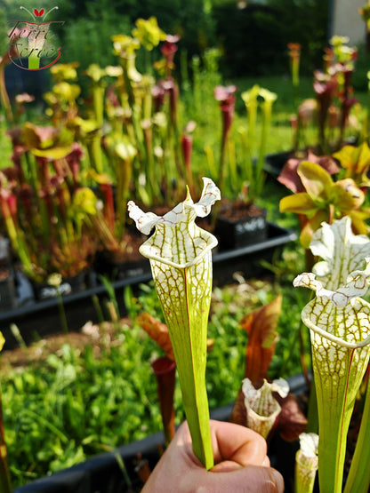 SX23 Sarracenia x (areolata “Fegatone” x leucophylla -- Hurricane creek white, seedling. Vigorous, Stefan Lessen)