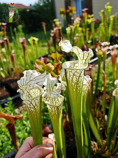 SX23 Sarracenia x (areolata “Fegatone” x leucophylla -- Hurricane creek white, seedling. Vigorous, Stefan Lessen)